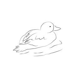 Common Scoter 8 Free Coloring Page for Kids