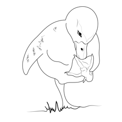 Cool Beautiful Duck Free Coloring Page for Kids