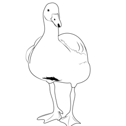 Duck Bird Free Coloring Page for Kids