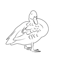 Duck Close Up Free Coloring Page for Kids