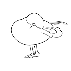 Duck Scratching His Feather Free Coloring Page for Kids