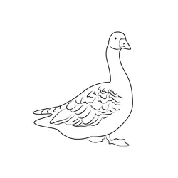 Duck Swimming Free Coloring Page for Kids