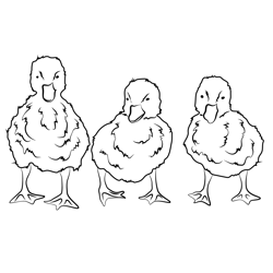 Ducklings Free Coloring Page for Kids