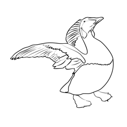 Eider 1 Free Coloring Page for Kids