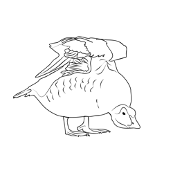 Eider 2 Free Coloring Page for Kids