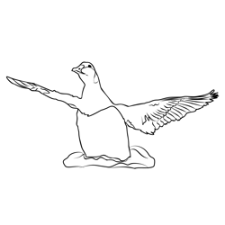 Eider 3 Free Coloring Page for Kids