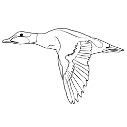 Eider 4 Free Coloring Page for Kids