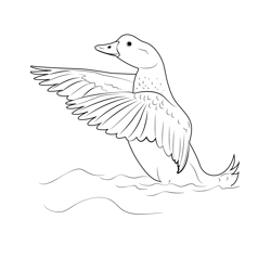 Flying Steamer Duck Free Coloring Page for Kids