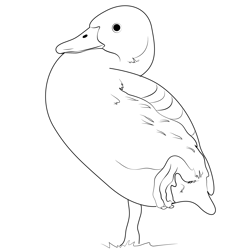 Fulvous Whistling Duck One Legg Stand Free Coloring Page for Kids