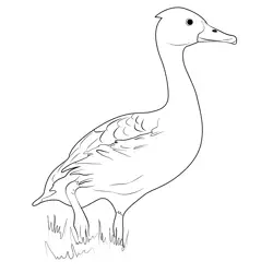 Fulvous Whistling Duck Standing On His Leg Free Coloring Page for Kids