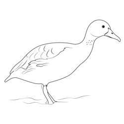 Fulvous Whistling Duck Free Coloring Page for Kids