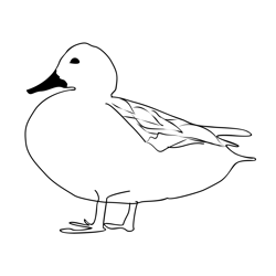 Gadwall 1 Free Coloring Page for Kids