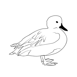Gadwall 2 Free Coloring Page for Kids