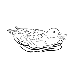 Gadwall 3 Free Coloring Page for Kids