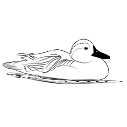 Garganey 2 Free Coloring Page for Kids