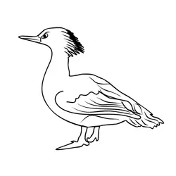 Goosander 1 Free Coloring Page for Kids