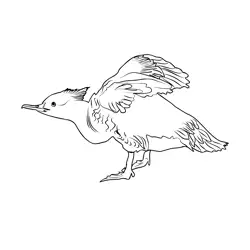 Goosander 2 Free Coloring Page for Kids
