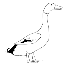 Khaki Campbell Duck Free Coloring Page for Kids