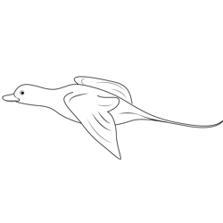Long Tailed Duck Free Coloring Page for Kids