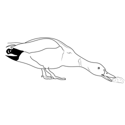 Mallard Duck Eating Bread Free Coloring Page for Kids
