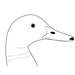 Mallard Duck Head Free Coloring Page for Kids