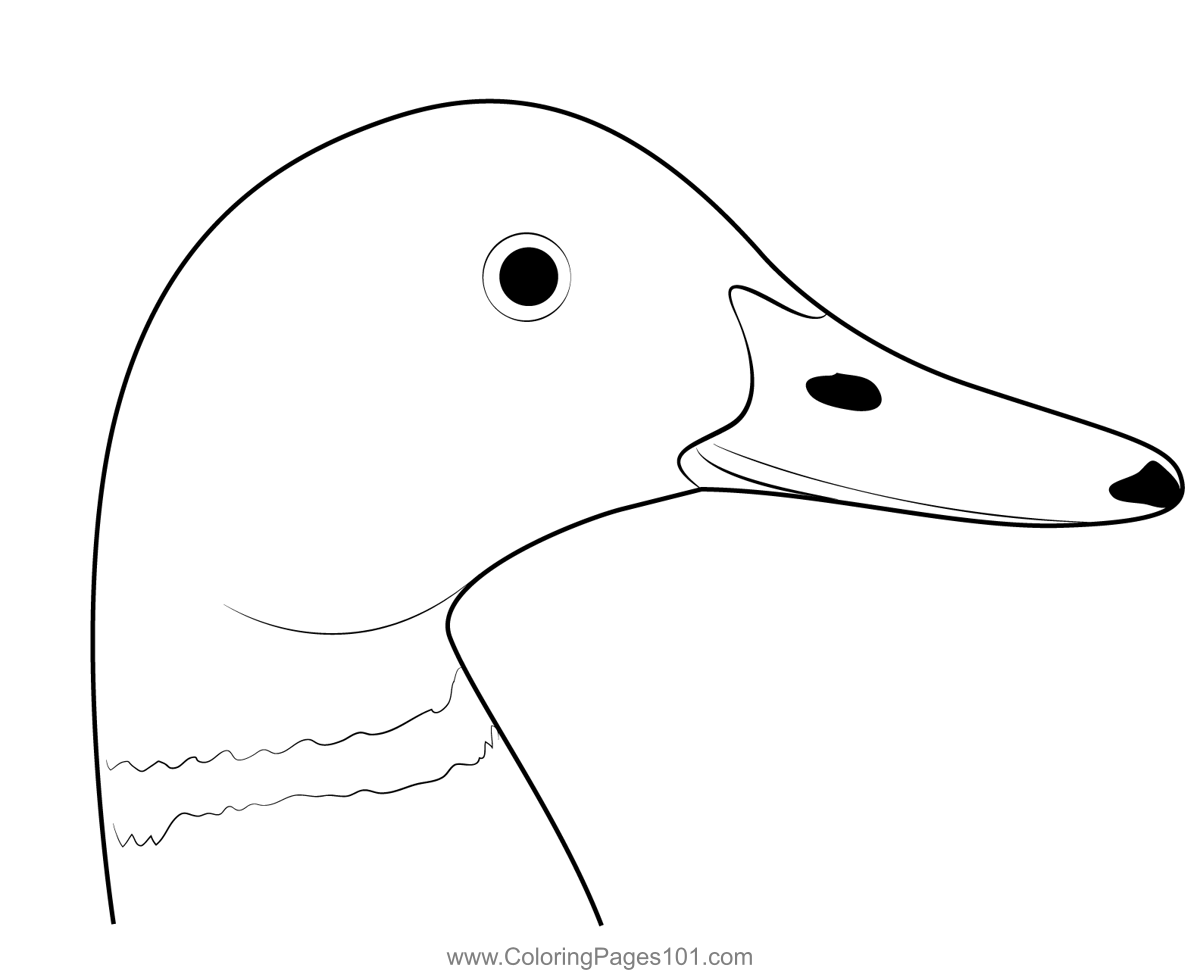 Mallard Duck Head