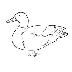 Mallard Duck Standing On One Leg Free Coloring Page for Kids