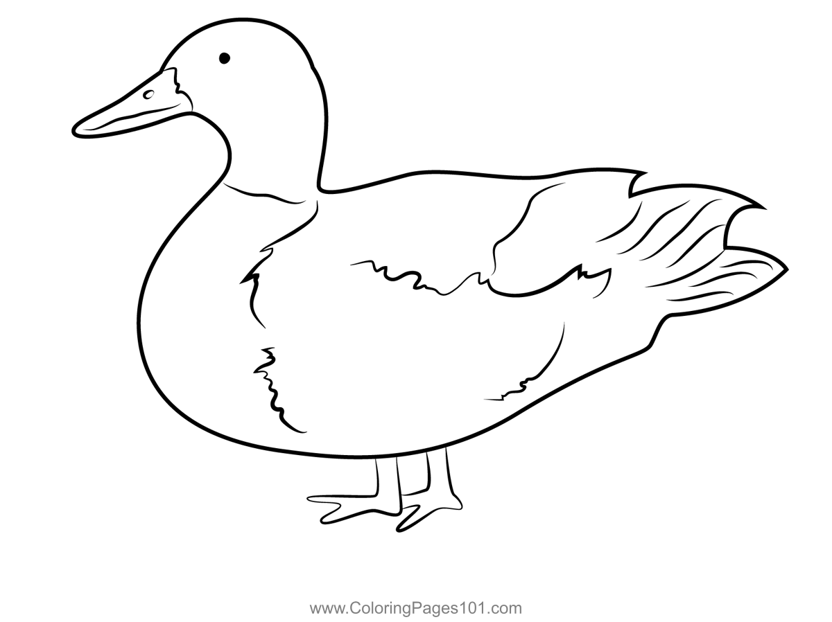 Mallard Duck Standing On One Leg