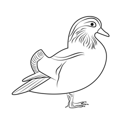 Mandarin Duck Free Coloring Page for Kids
