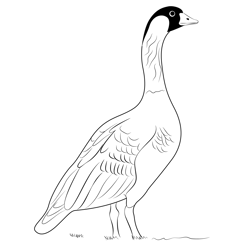 Nene Bird Free Coloring Page for Kids