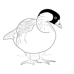 Nene Goose In Water Free Coloring Page for Kids