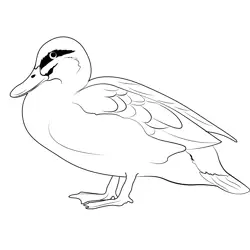 Pacific Black Duck Stand Free Coloring Page for Kids