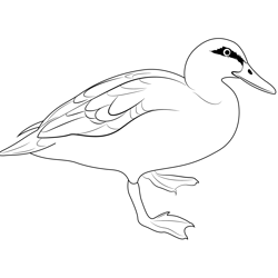 Pacific Black Duck Free Coloring Page for Kids