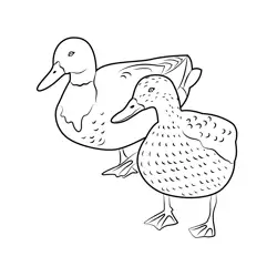 Pair Of Ducks Free Coloring Page for Kids