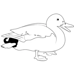 Pato Duck Free Coloring Page for Kids