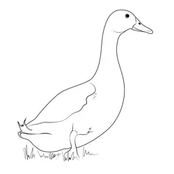 Pekin Duck Free Coloring Page for Kids