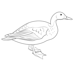 Pink Headed Duck Free Coloring Page for Kids