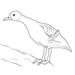 Plumed Whistling Duck Free Coloring Page for Kids