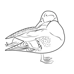 Proud Duck Free Coloring Page for Kids