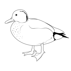 Ringed Teal Duck Free Coloring Page for Kids