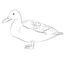 Stand Duck Free Coloring Page for Kids