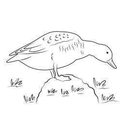 Standing Duck On Grass Free Coloring Page for Kids