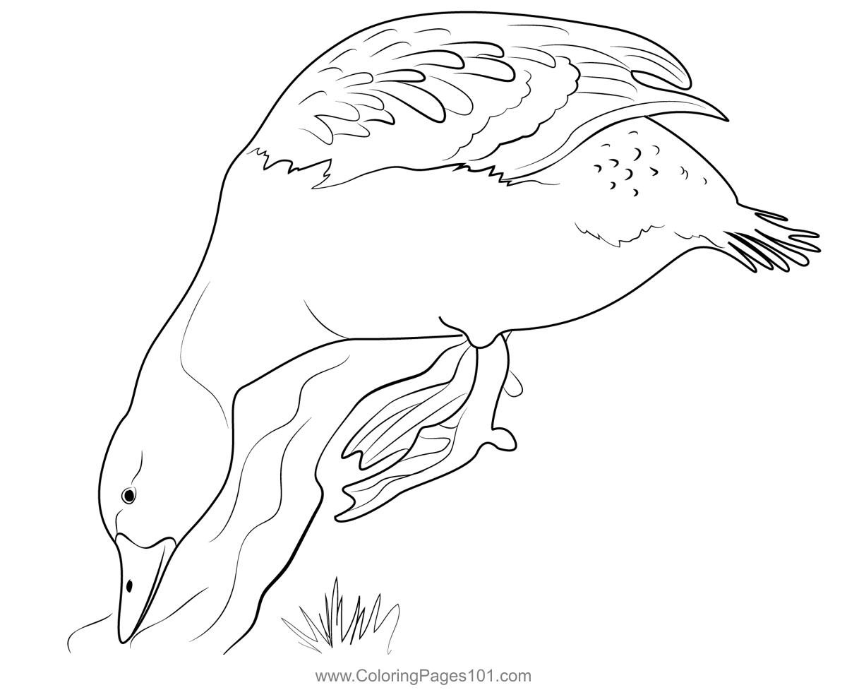 Steamer Duck Coloring Page for Kids Free Ducks Printable Coloring