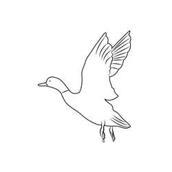 Taking Off Mallard Duck Free Coloring Page for Kids
