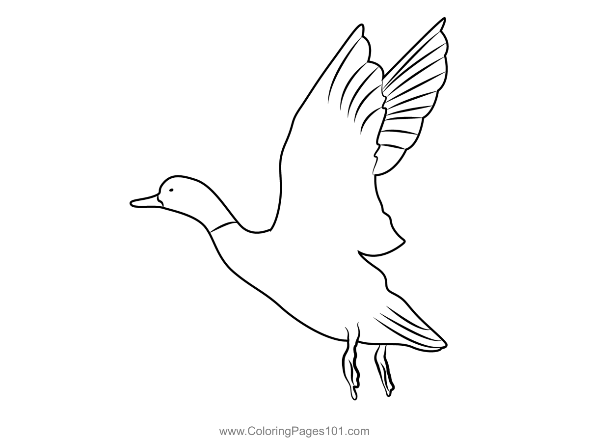 Taking Off Mallard Duck Coloring Page for Kids - Free Ducks Printable