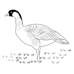 The Nene Is The Hawaii's State Bird Free Coloring Page for Kids