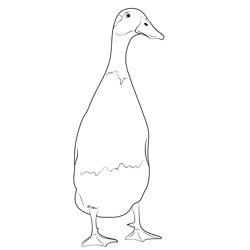 The Runner Duck Free Coloring Page for Kids