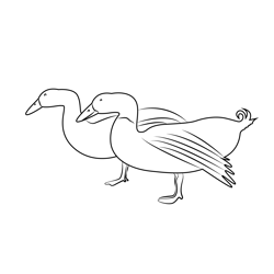 Two Ducks Walking Free Coloring Page for Kids