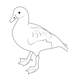 West Indian Whistling Duck Free Coloring Page for Kids