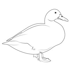White Duck Bird Free Coloring Page for Kids